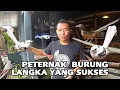 Download Lagu Burung murai batu albino blorok panda semua di tangkarkan di sini