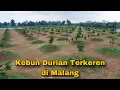 Lagu Kebun Durian Terkeren di Malang Part 1