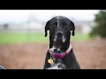 Pet of the Week Bella Great retriever mix -