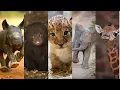 Download Lagu Cute Baby Animals You Should See