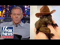 Gutfeld Did this little squirrel just red pill America