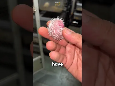 How Do Hedgehogs Give Birth? 🦔 #hedgehog #animals #pets