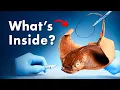 Download Lagu What's Inside a Stingray Stinger?