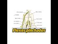 Lagu Plexos pinchados