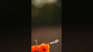 مسا النور والهنا ع الموجودين هنا ورده الجزائري 