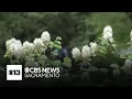 Allergy season is here Here s how Sacramento is doing compared to other areas