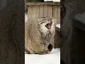 Download Lagu Zelenogorsk the Pallas's cat warms his paws on his tail