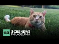 Neighborhood honors mayor of Lansdale Charlie the Cat after unexpected passing