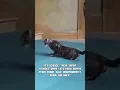 Download Lagu Why Cats Always Land on Their Feet?🤔 #CatScience #AnimalFacts #CatReflex #PetScience #ScienceShorts