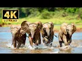 Download Lagu Plannet Animals 4K - Beautiful Jungle Wildlife with Soothing Music