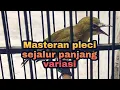 Download Lagu masteran pleci paling ampuh di tahun 2020,masteran pleci g12