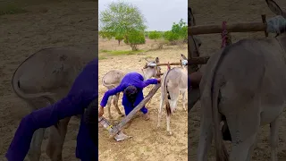 ه ذ ا ال م ح ر اث ل ي س ت ر ك ت ور ا ب ل ي ج ر ه ال ح م ير 