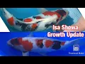 Download Lagu Isa showa koi fish growth update