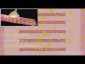 Muscle Contraction - Cross Bridge Cycle, Animation.