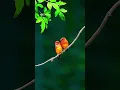 Download Lagu animal's pet's loving 💞🤗