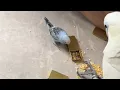 Download Lagu Bird Antics: Cockatoo's Hilarious Encounter with Baby Budgie || WooGlobe