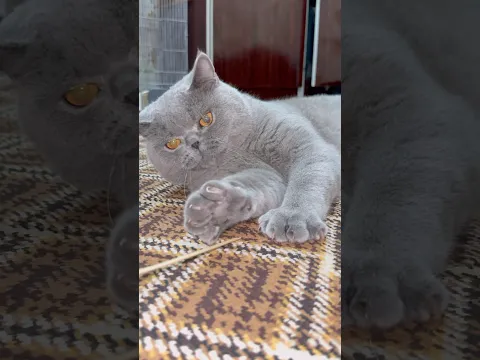 She Tried So Hard… Then Got Angry 😂🐱 #FunnyKitten #CuteCat