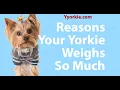 This Is How Much Your Yorkie Should Weigh And The Two Main Reasons Why