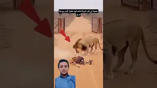 مواجهة غير متوقعة بين ملك الغابة ورجل يعاني من إعاقة  اكسبلور  لايك       دندنها