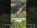 Download Lagu We found out that chicken is dying from egg bound 😭 #chicken #egg #animallover #die