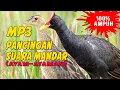 Download Lagu Suara Pancingan Burung Sawah || Mandar Ayam-ayaman 100% AMPUH