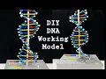 Download Lagu DIY DNA Working Model | EASY Science Project | 3D DNA Structure