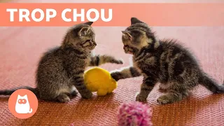 Les meilleures S de CHATONS MIGNONS qui MIAULENT et qui JOUENT