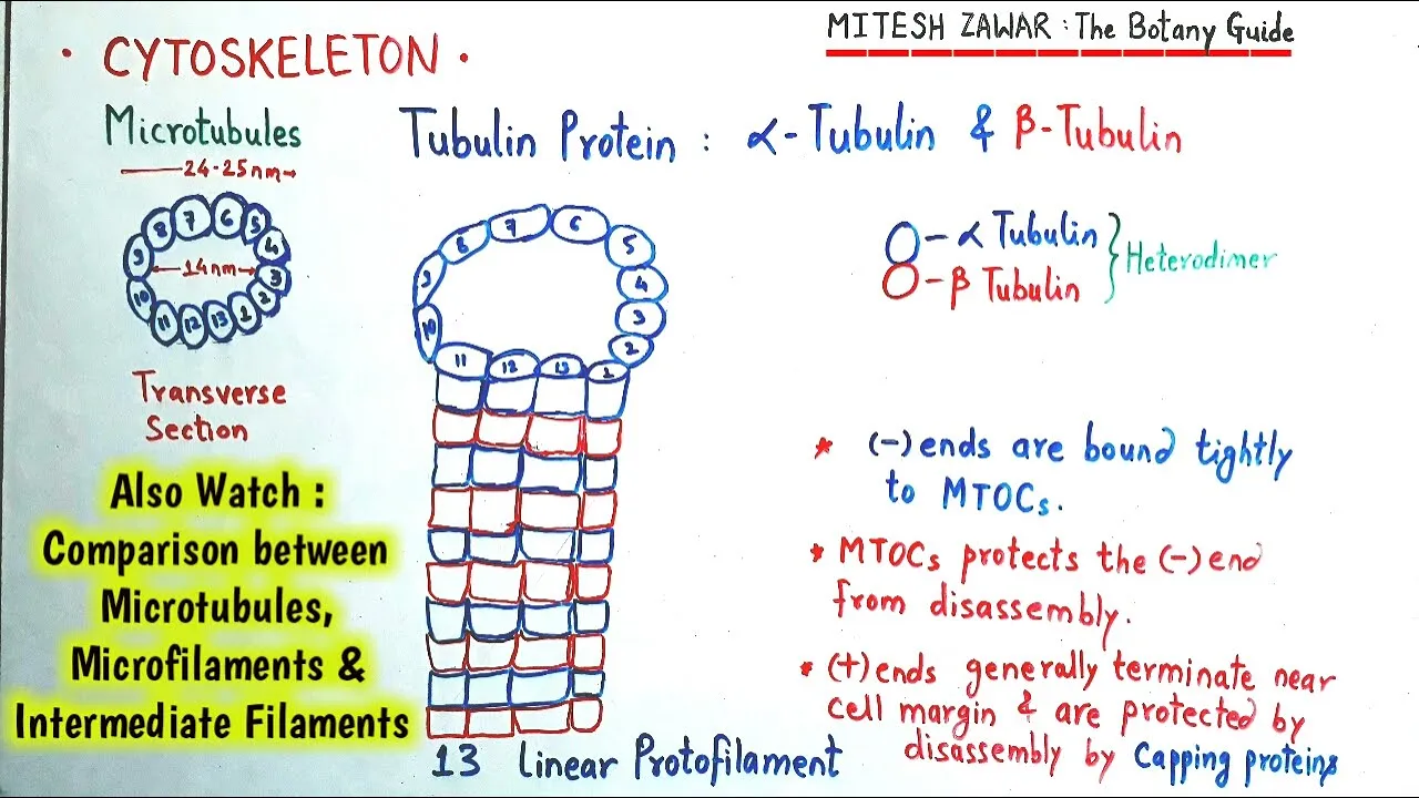 Cytoskeleton : Microtubules Microfilaments and Intermediate Filaments || Structure and Functions