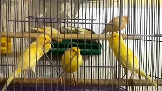 تغريد مجموعة من ذكور كناري جاهزين للتزاوج ما شاء الله 