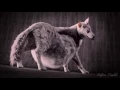 Wolf s Belly Sloshing