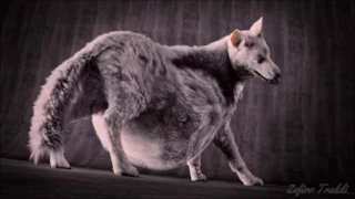Wolf s Belly Sloshing
