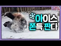 Lagu (SUB) 두쫀쿠보다 아쫀쿠🧆 2주 만의 외출에 팝핀 추는 엄마 판다ㅋㅋㅋ  | 전지적 할부지 시점 ep.248