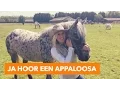 Download Lagu Ja hoor een Appaloosa | PaardenpraatTV