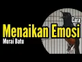 Cara Menaikan Emosi Murai Batu | Bengkel Murai Batu
