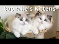 Ragdoll Kittens with Mother Cat Playing So Cute 12 weeks