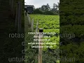 Download Lagu Sayuran Selada #sayuran #lembang #pertanian #bandung #wisata