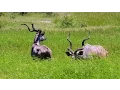Download Lagu SOUTH AFRICA kudu antelope, Kruger national park (hd-video)