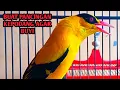 Download Lagu Kepodang emas gacor Pancingan