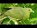 Download Lagu Masteran gacor untuk pikat burung punai daun liar suara pancingan | kicau suara burung