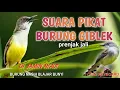 Download Lagu SUARA PIKAT BURUNG CIBLEK  prenjak jali 