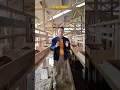 Download Lagu lebih baiknya menurut saran dari kami melakukan pengeringan bahan silase sebelum dicacah