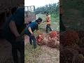 Download Lagu Nasip jadi kuli