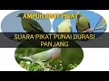 Download Lagu Suara Punai Pikat paling ampuh dan joss durasi panjang