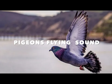 Download MP3 Pigeon sound effect  | birds sounds | Pigeon sounds no copyright