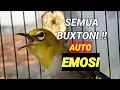 Download Lagu TERAPI pleci BUXTONI, bustomi lain pada nyaut gacor,buka paruh,ngalas | buxtoni ngeriwik ikut ngalas