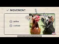 Wondering if Your Chickens Are Healthy Here s How to Tell