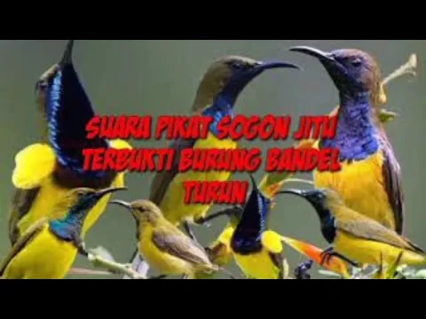 Download MP3 suara pikat sogon ribut mp3