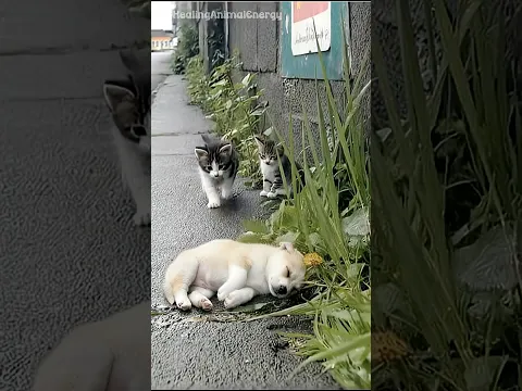[Virtual Story] When a Curious Kitten Meets a Sleeping Puppy… 🐾