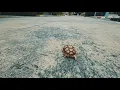 Sulcata Tortoise walking Slow motion by Reptilehiso com