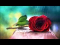 ساجدة عبيد - شكد القلب يرتاح لمن يشوفك